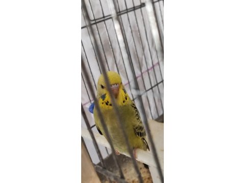 3 yumurtalı genç kurulu hazır çift muhabbet kuşu