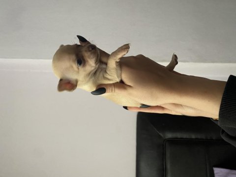 Safkan chihuahua yavruları