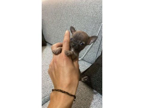 Harika mini güzel renkli şivava bebekler