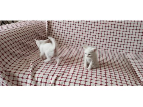 British shorthair