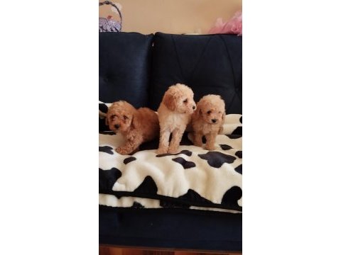 Sevimli poodle yavrular