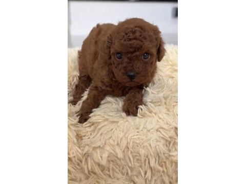 Toy poodle köpeğimiz sağlıklı