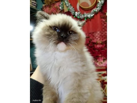 Ragdoll seal mitted erkek yavrum ailesini arıyor