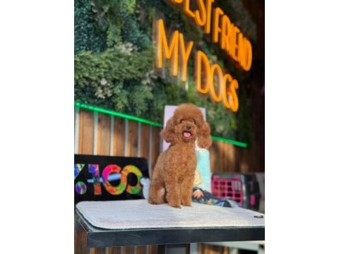 Kore yetişkin dişi erkek poodle