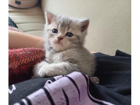 British shorthair bebekler, %100 ırk garantisi