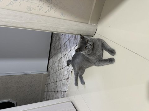 Ücretsiz british shorthair kedimiz
