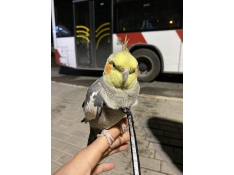 Evcil konuşabilen sultan papağanı