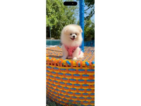Pomeranian gülen surat