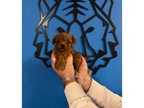Irk garantili red toy poodle yavrularımız