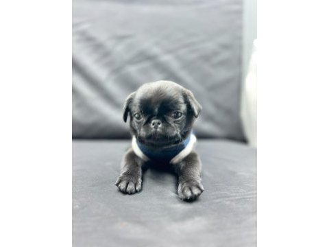 3 ay günlük siyah pug yavrusu