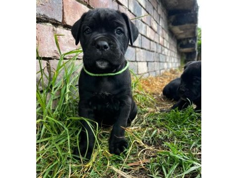 A şecereli anne babadan cane corso yavrular kapıda öde