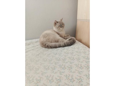 Samsun british longhair kedimiz