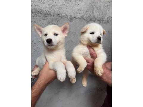 Tarım ve orman bakanlığı onaylı çiftlikten husky
