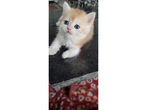 Blh golden bir dişi iki erkek kediler