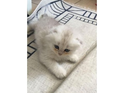 3 aylık erkek chinchilla bebekler