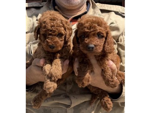 Toypoodle sevimli yavrular ruhsatlı çiftlik 