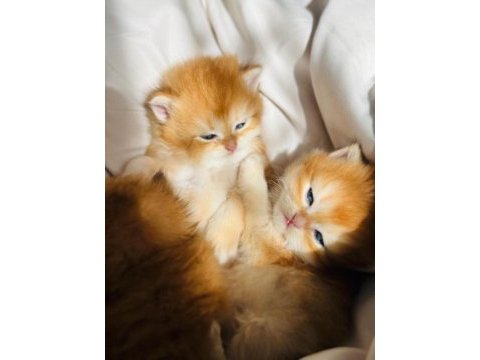 Golden british longhair