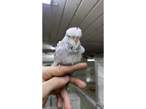 Show jumbo yavrular üst vasıf muhabbet kuşu