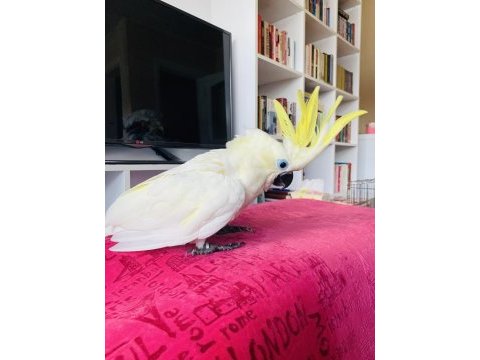 Triton sülfür kakadu yavrusu bebek papağan