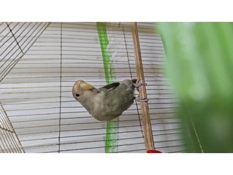 Yavru erkek sevda papağanı