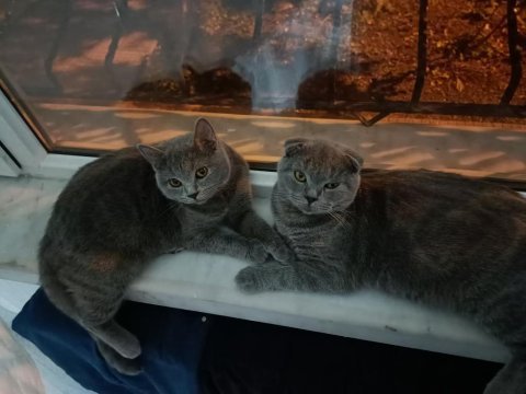 1.5 yaşında scottish fold