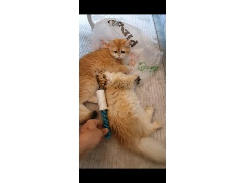 British longhair golden ny12 erkek yavrumuz