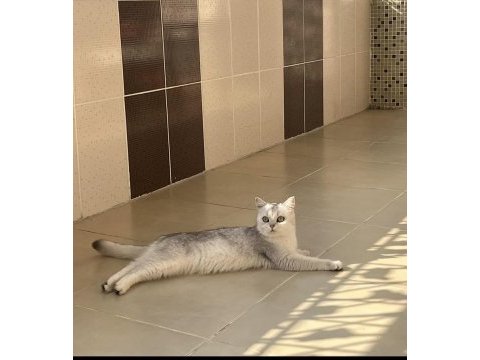 Güzeller güzeli british shorthair pamuk