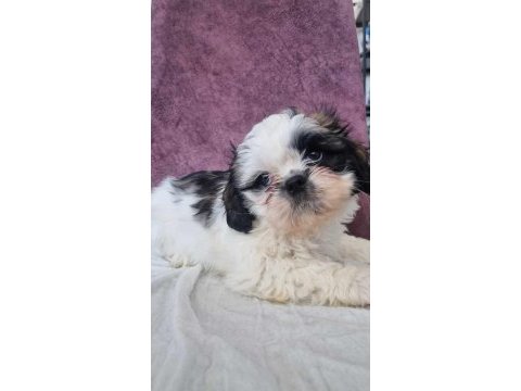 Shih tzu bebeklerimiz yeni yuvasına gitmeye hazırdır