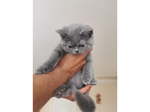British shorthair 50 günlük