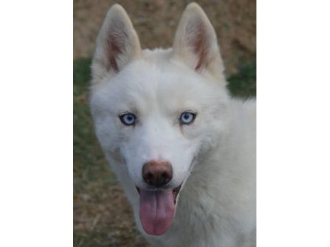 Safkan orjinal beyaz husky sibirya kurdu mavi gözlü
