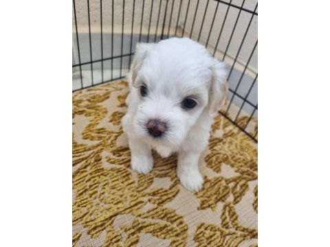 Bebek yüz maltese