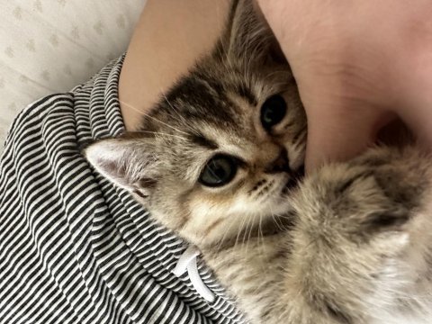 4 aylık black golden kalite british shorthair
