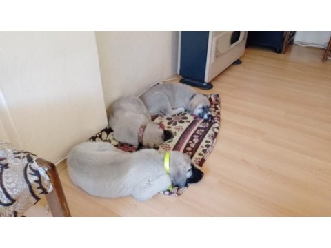 Köpeğimizi gel gör al