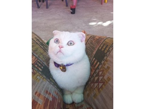 9 aylık scottish fold