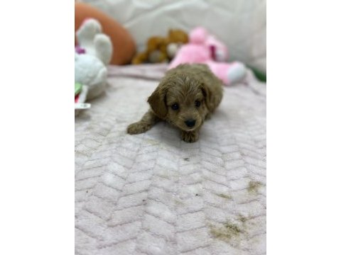 Erkek dişi maltipoo yavrular