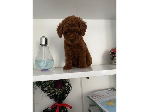 Wc eğitimli orjinal poodle yavrum
