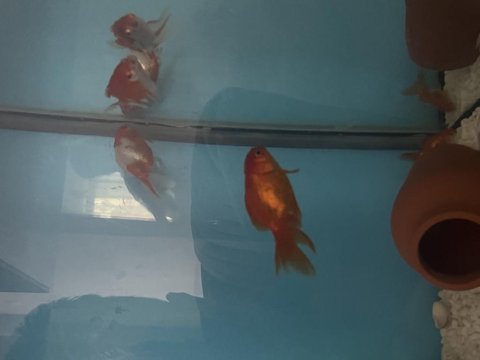 Acil satılık akvaryum dahil hepsi
