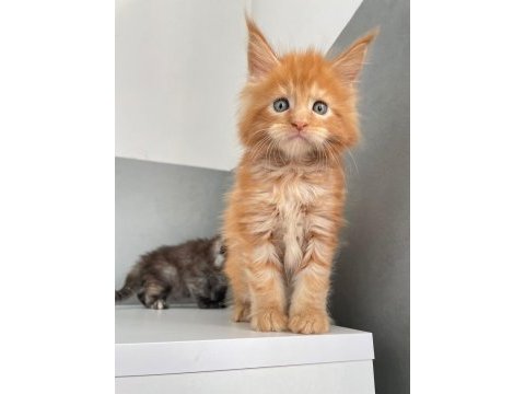 Mainecoon secereli faturalı show class red erkek 1 aylık