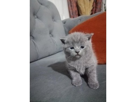 British shorthair erkek yavru