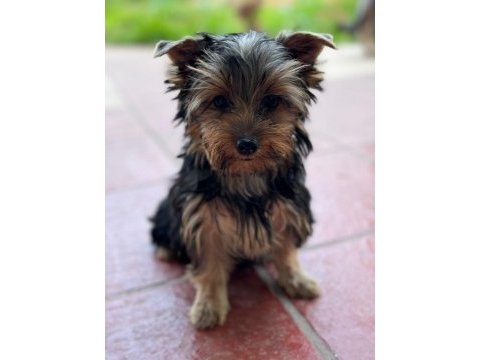 Yorkshire terrier yavrularımız