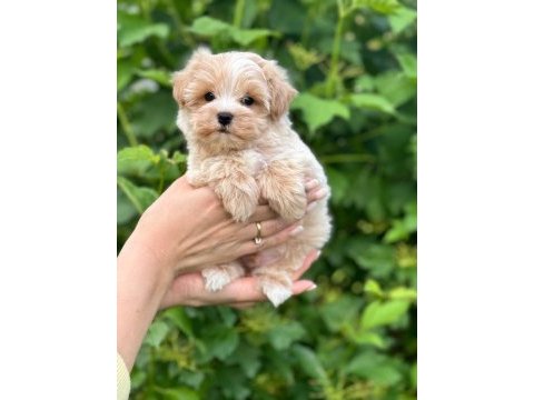 Maltipoo yavrularımız