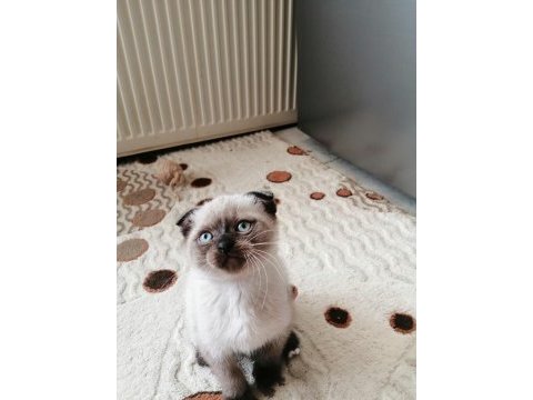 Minik yavrularima onlari çok sevecekyuva ariyorm