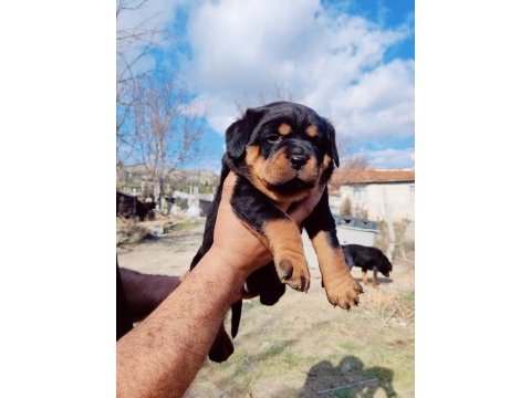 Orjinal macar rottweiler