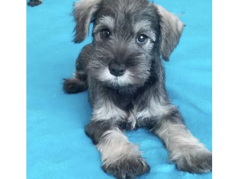 Anne altından rezerve schnauzer bebekler