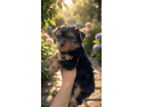 Muhteşem yorkshire terrier yeni ailesini arıyor