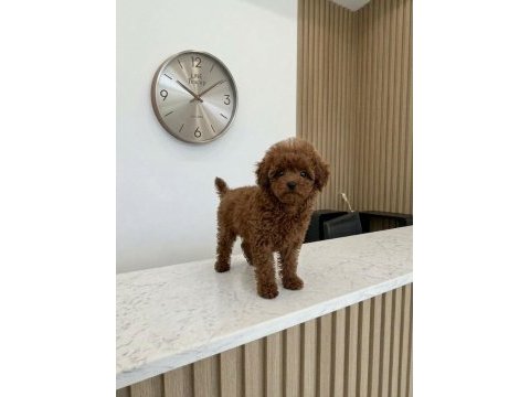 5 aylık dişi teacup poodle üst kalite kore pasaportlu