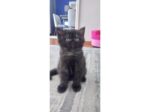 British longhair dark çikolata mükemmel güzellik