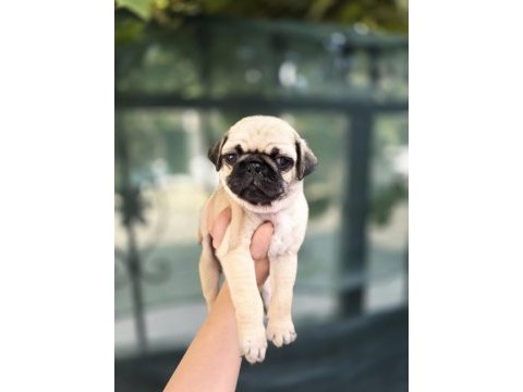 Erkek ve dişi pug yavrular sizlerle