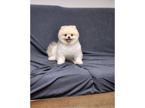 Adana pomeranian boo ayı surat yavru