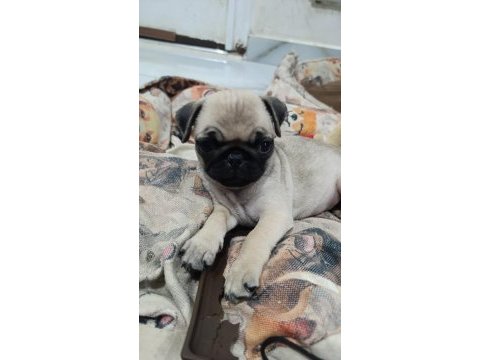 Erkek pug bebek tuvalet eğitimli